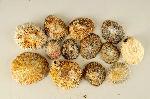 Seashell Tło Tekstury Wiele Ślimaki Morskie Mieszane — Zdjęcie stockowe