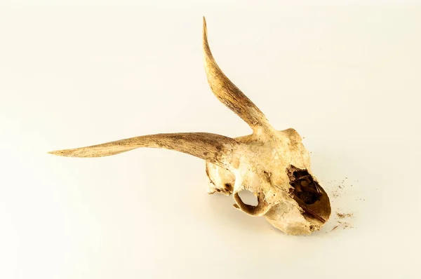 Close-up de crânio de cabra — Fotografia de Stock