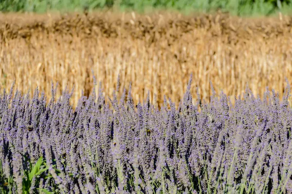 Vista del campo cultivado en el campo — Foto de Stock