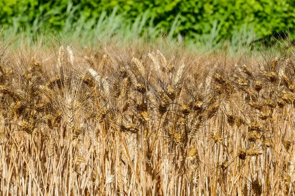 Cosecha de trigo Textura de trigo — Foto de Stock