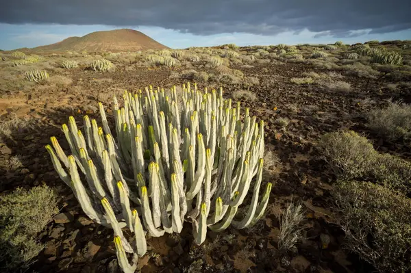 Tenerife Kanarya Adası 'nda Kaktüs Çöl Günbatımı — Stok fotoğraf