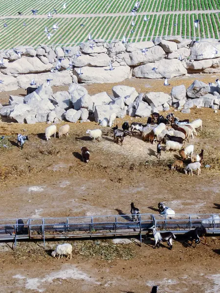 Kudde schapen onder leiding van geiten bergop — Stockfoto