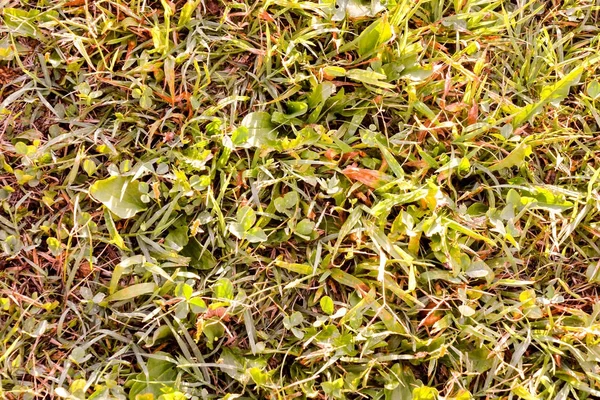 Bild Grön Gräs Mönster Textur Bakgrund — Stockfoto