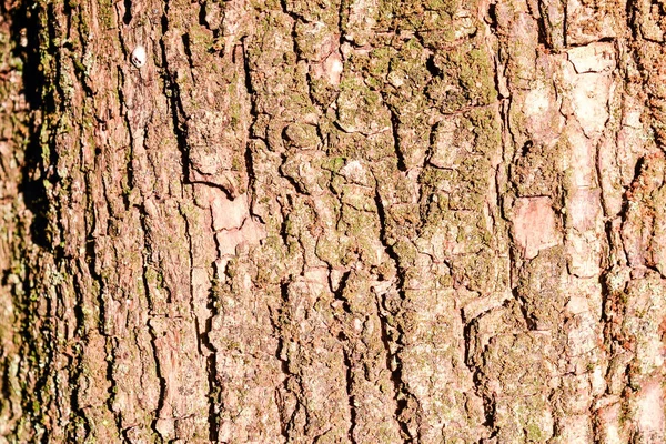 Güzel Sandık Ahşap Arkaplan Dokusunun Fotoğrafı — Stok fotoğraf