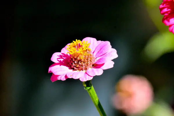 美しい花の写真背景 — ストック写真