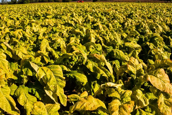 Zdjęcie Big Beautiful Tobacco Field — Zdjęcie stockowe