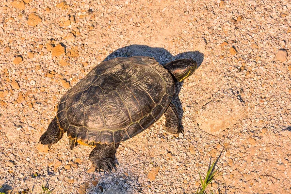 Fotoğraf Kızıl Kulaklı Terrapin Trachemys Scripta Elegans Kaplumbağa — Stok fotoğraf