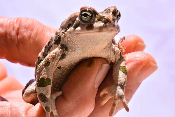 Foto Sapo Europeu Comum Bufo — Fotografia de Stock