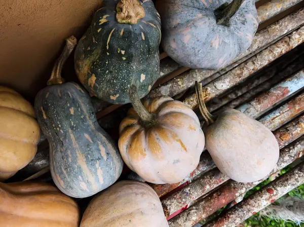 Foto Una Zucca Fresca Succosa Verde — Foto Stock