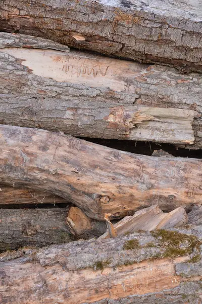 Foto Della Bella Texture Legno Sfondo — Foto Stock