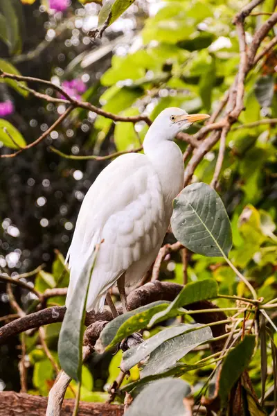 Foto Belo Papagaio Tropical Colorido — Fotografia de Stock