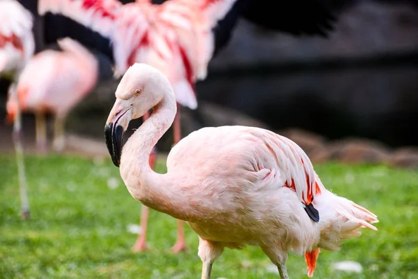 Foto Van Roze Dier Vogel Wild Flamingo — Stockfoto