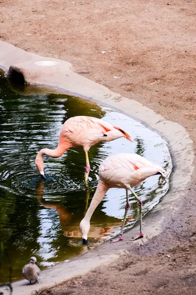 Foto Bild Von Rosa Tier Vogel Wilder Flamingo — Stockfoto