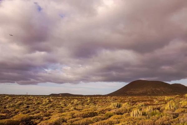 Klidný Západ Slunce Pouště Kaktus Kanárském Ostrově Tenerife — Stock fotografie