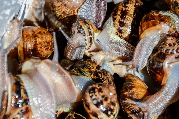 Zdjęcie Brązowego Zwierzęcia Jadalne Ślimaki Escargot — Zdjęcie stockowe