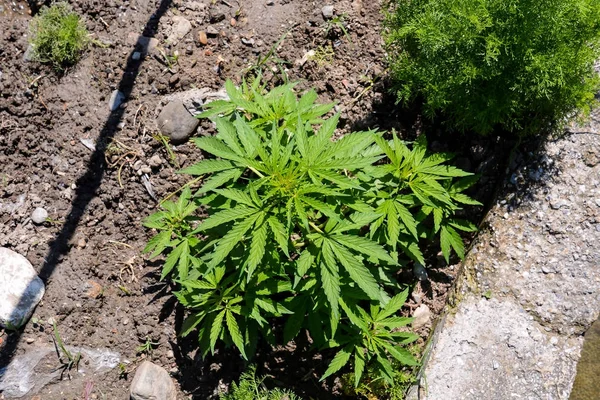 Photo Photo Gros Plan Sur Les Plantes Fraîches Marijuana Verte — Photo