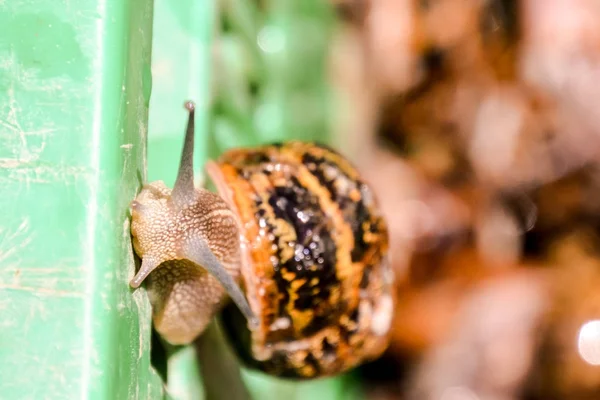 Foto Foto Animal Marrom Escargot Caracol Comestível — Fotografia de Stock