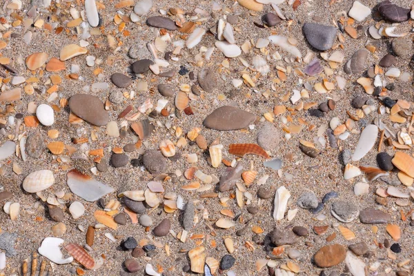 Photo Image Texture Coquillages Rochers Sur Fond Sable — Photo