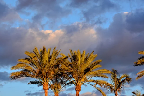 Pohon Canarian Tapak Hijau Latar Belakang Langit Biru — Stok Foto