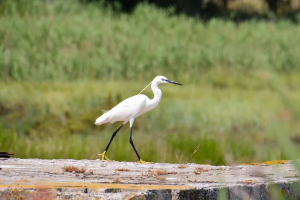 Foto Von Silberreiher Ardea Alba Vogel Der Nähe Des Deltas — Stockfoto