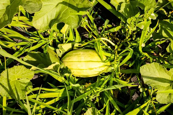 Foto Bild Von Melone Pflanze Einem Gemüsegarten — Stockfoto