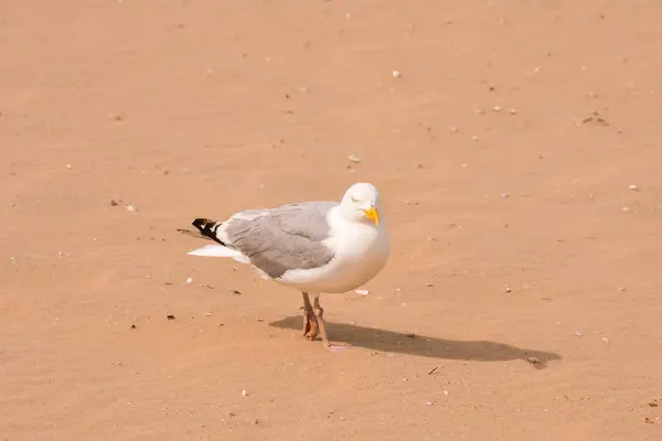 Gaviota en vuelo sobre cielo gris — Foto de Stock