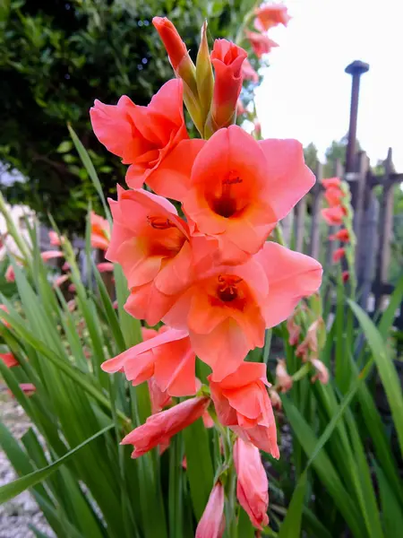 Fioritura fiore sfondo — Foto Stock