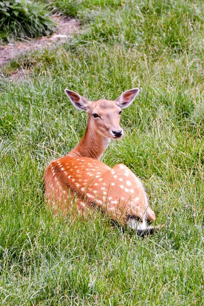 Cute spotted fallow — Stock Photo, Image