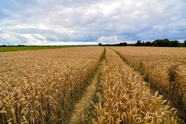 Vista del campo cultivado en el campo —  Fotos de Stock