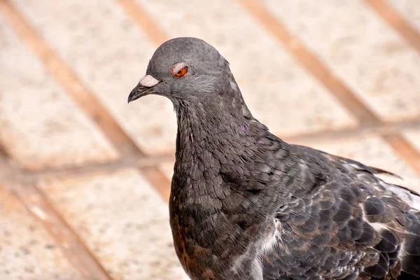 Foto Foto Van Een Wilde Vogel Dier Duif — Stockfoto