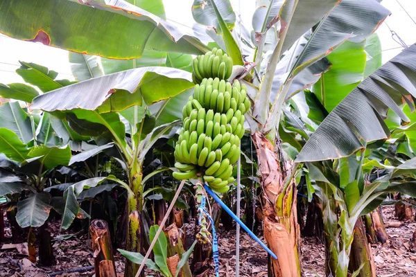 Fotografie Foto Banane Verzi Agățate Arborele Banane — Fotografie, imagine de stoc