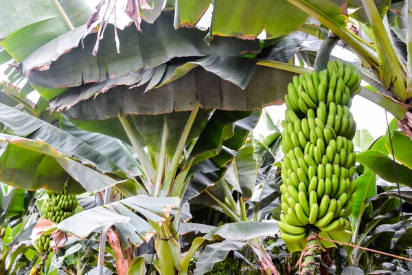 Foto Plátanos Verdes Colgando Del Árbol Plátano —  Fotos de Stock