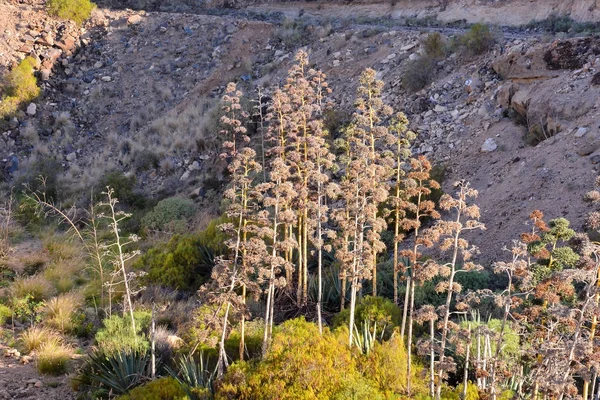 Kayalık kıyısında çiçek açan agav — Stok fotoğraf
