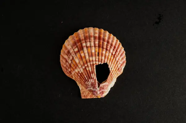 Foto Una Textura Fondo Seashell — Foto de Stock