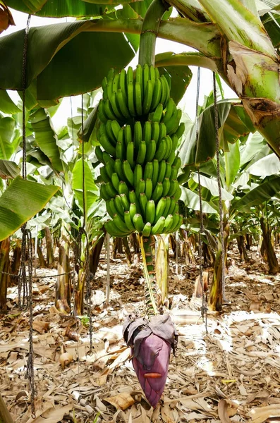 Plantación Plátanos Sur Tenerife Islas Canarias —  Fotos de Stock