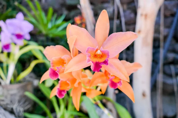 Fleur d'orchidée dans le jardin tropical — Photo