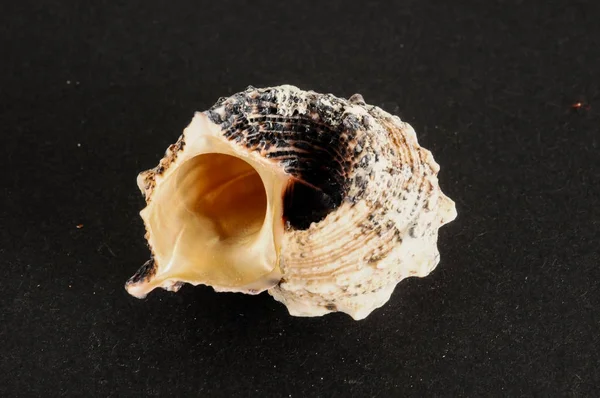 Seashell sfondo texture — Foto Stock