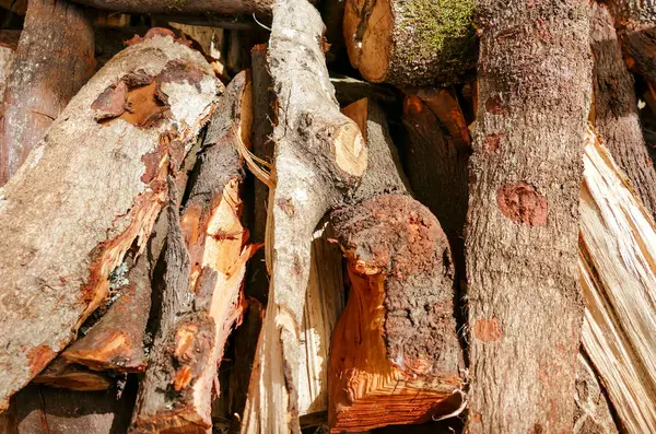 Holzstruktur des geschnittenen Baumstammes — Stockfoto