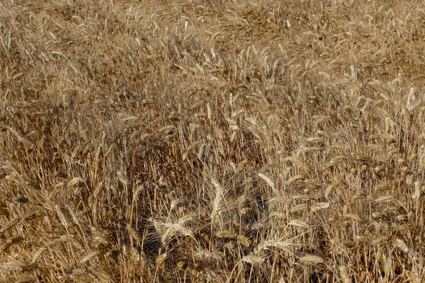 Harvest Wheat Texture Wheat Background Picture — Stock Photo, Image