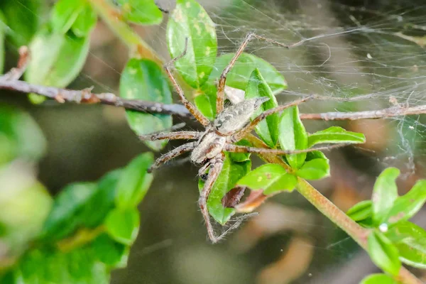 Araña Cangrejo Platorid Familia Platoridae Sobre Una Hoja Selva Tropical —  Fotos de Stock