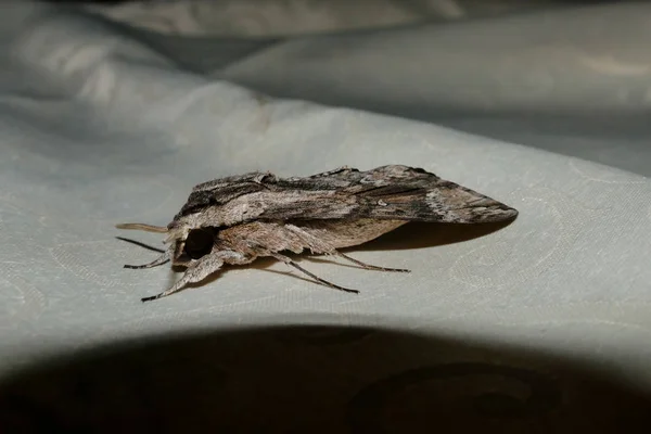 Prachtige Grote Zijden Vlinder Genaamd Cecropia Moth — Stockfoto