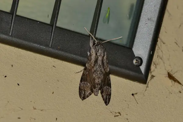 Piękny Jedwabny Motyl Cecropia Moth — Zdjęcie stockowe