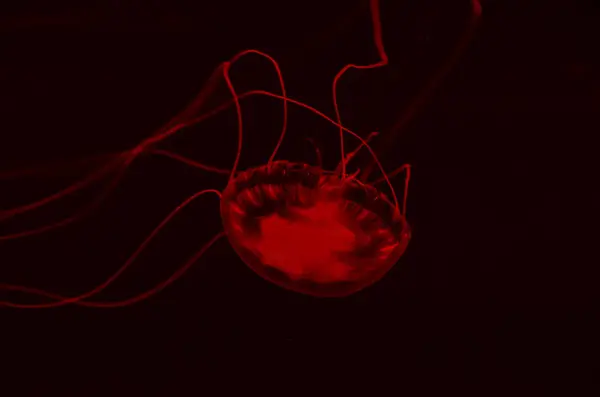 Küçük Denizanası Medusa Işık Renkli — Stok fotoğraf