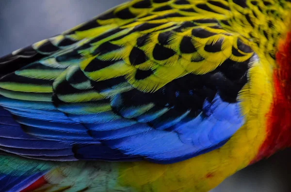 Papuga Tropikalny Ptak Kolorowym Ojcem — Zdjęcie stockowe