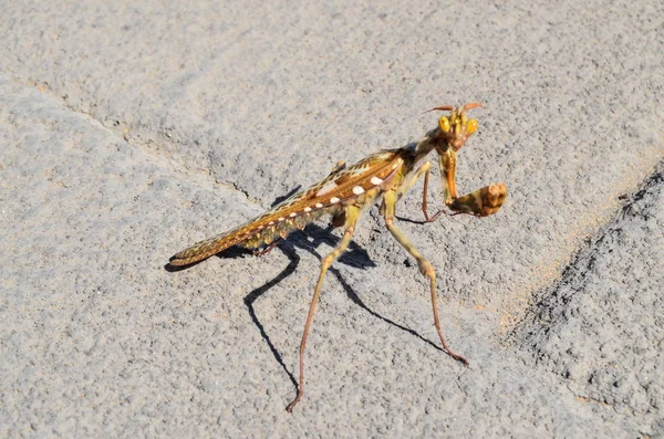 Kahverengi Yetişkin Akıllı Böcek Mantid Religiosa — Stok fotoğraf