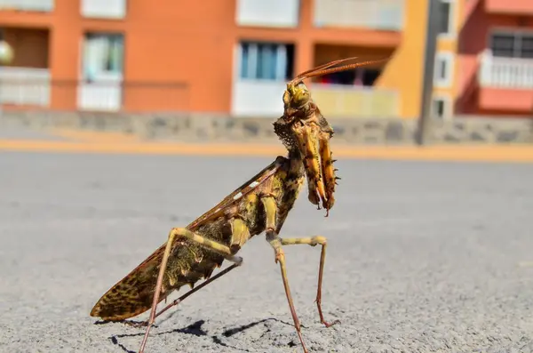 Bruin Gekleurde Volwassen Slimme Insect Mantis Religiosa — Stockfoto