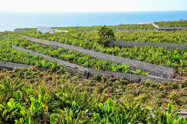 Bananenplantage Tenerife Canarische Eilanden — Stockfoto