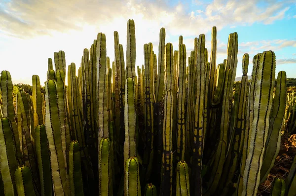 Lugn Kaktus Desert Sunset Teneriffa Kanarieöarna — Stockfoto