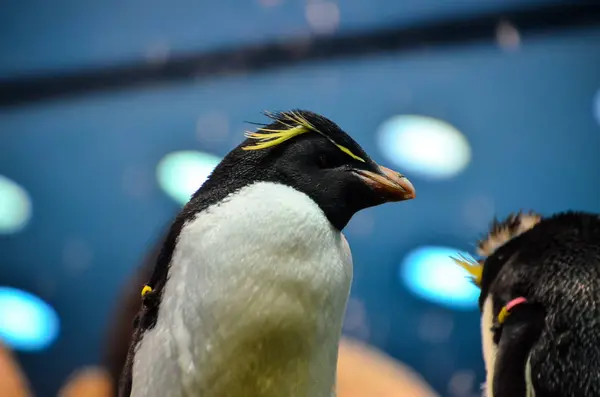 Svart Och Vit Färgad Pingvin Ett Kallt Ställe — Stockfoto