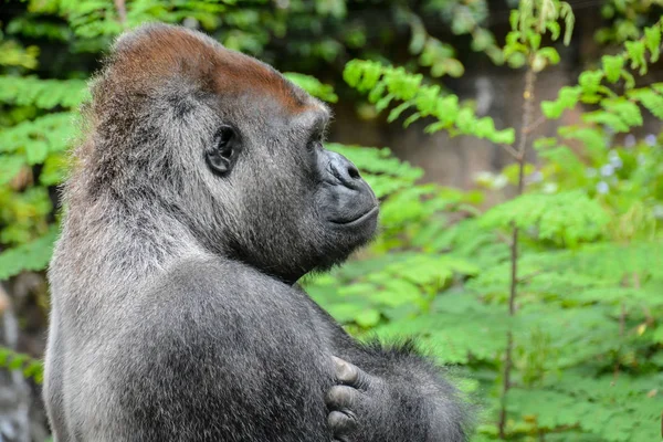 Güçlü Bir Yetişkin Siyah Goril Fotoğrafı — Stok fotoğraf